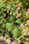 Wax mallow